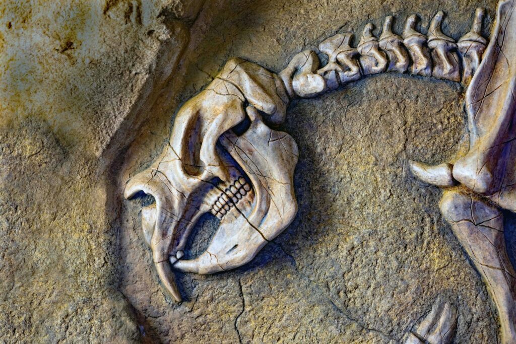 A skeleton of a bird on a rock