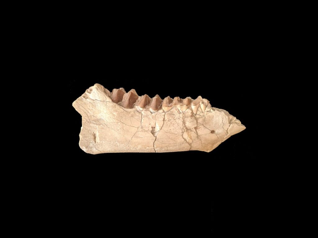 an animal skeleton is shown against a black background