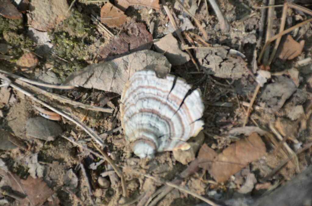 a turtle on the ground