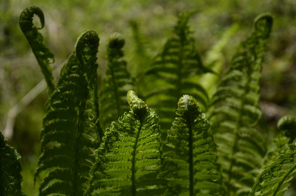 a close-up of some cactus