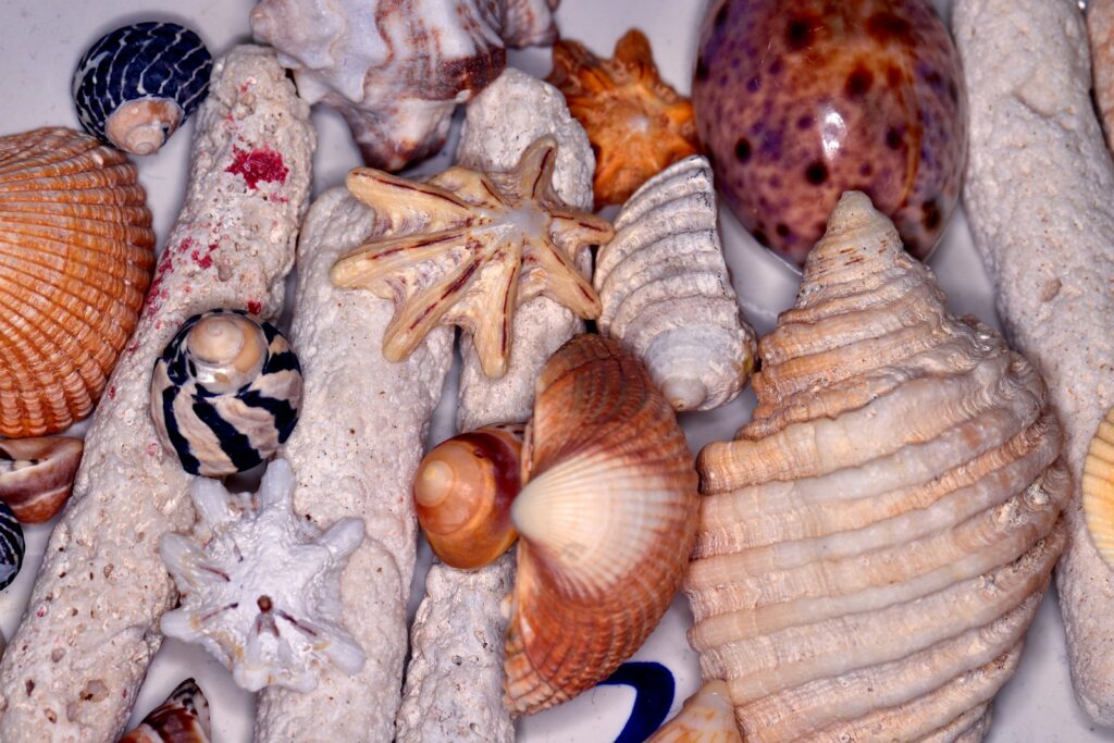 a bunch of seashells that are laying on a table