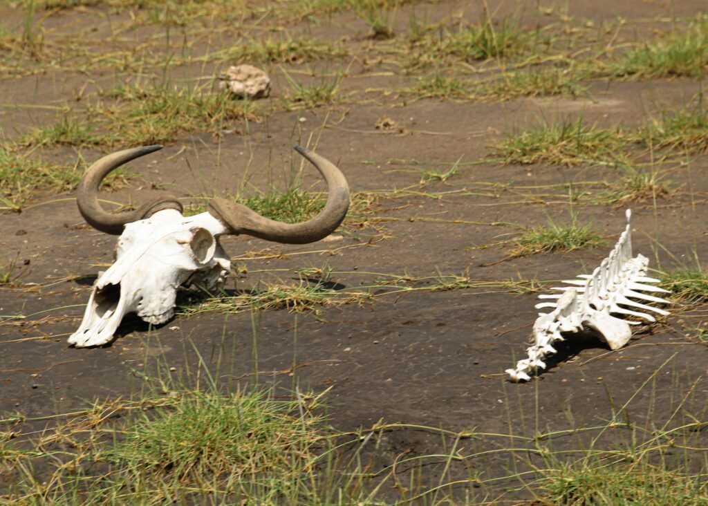 A cow skull laying on the ground next to a dead animal