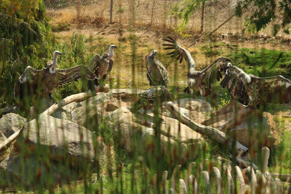 a group of birds sitting on top of a pile of rocks