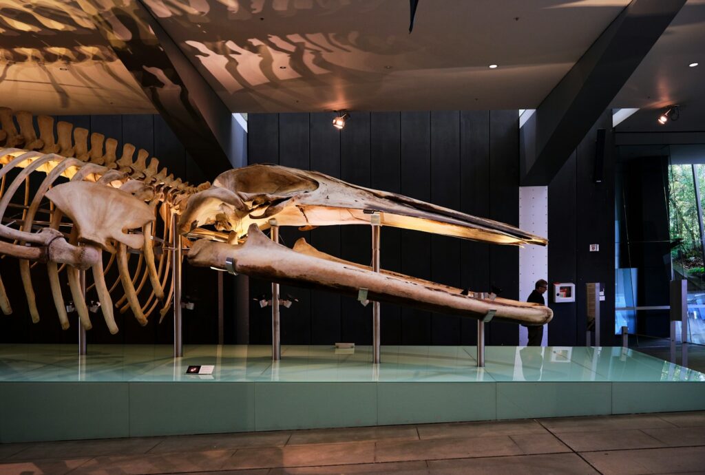 A large skeleton of a dinosaur on display in a museum