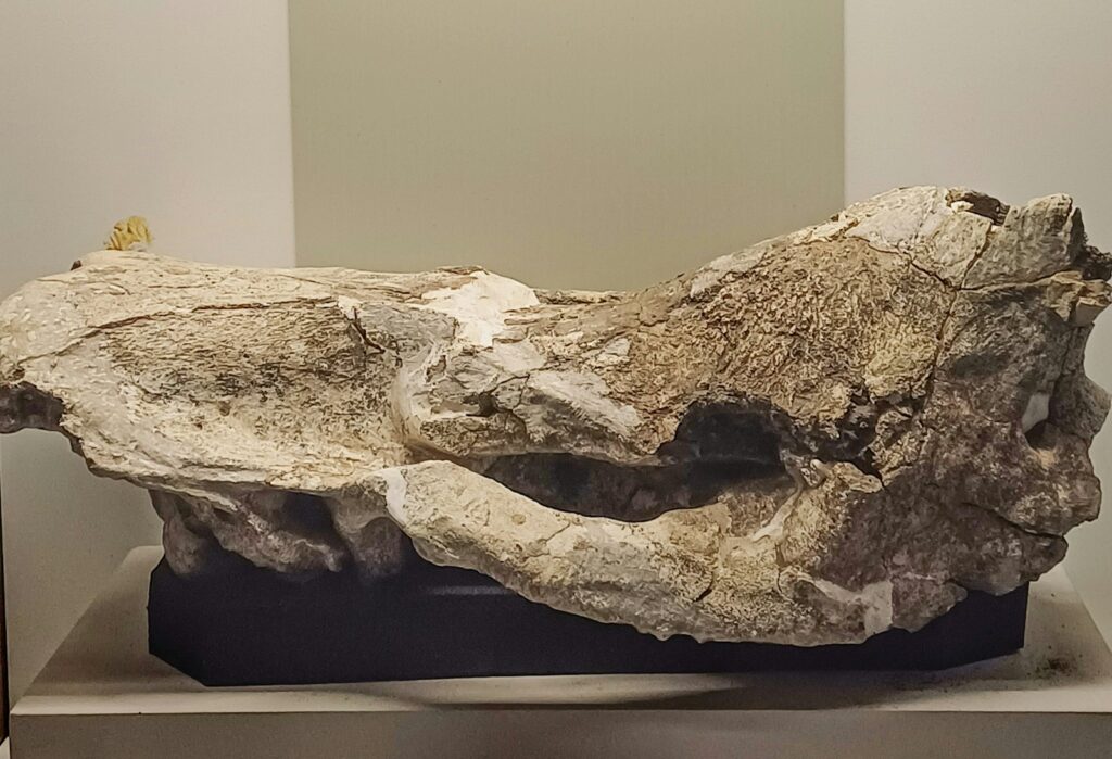 A fossilized skull is on display.