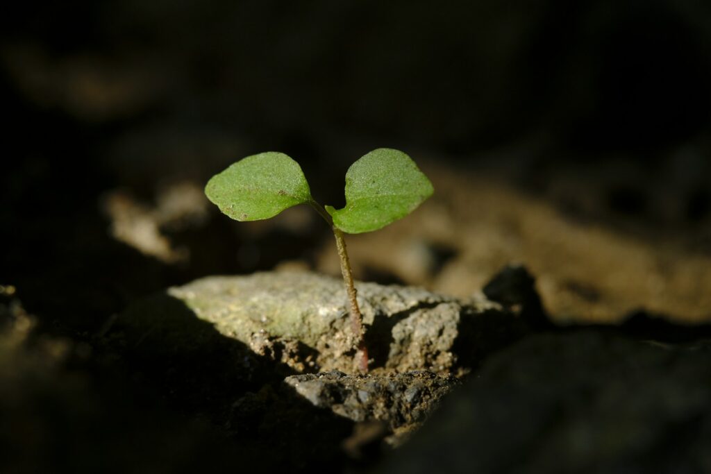 a small green plant sprouting from a rock
