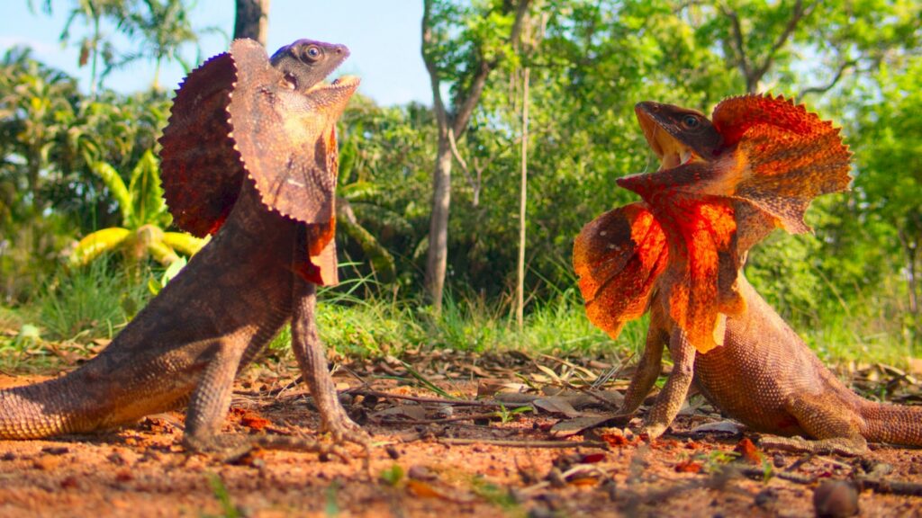 a couple of animals that are standing in the dirt