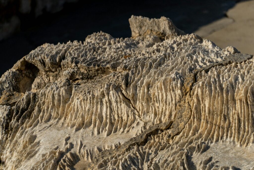 a close up of a rock with a bird perched on top of it