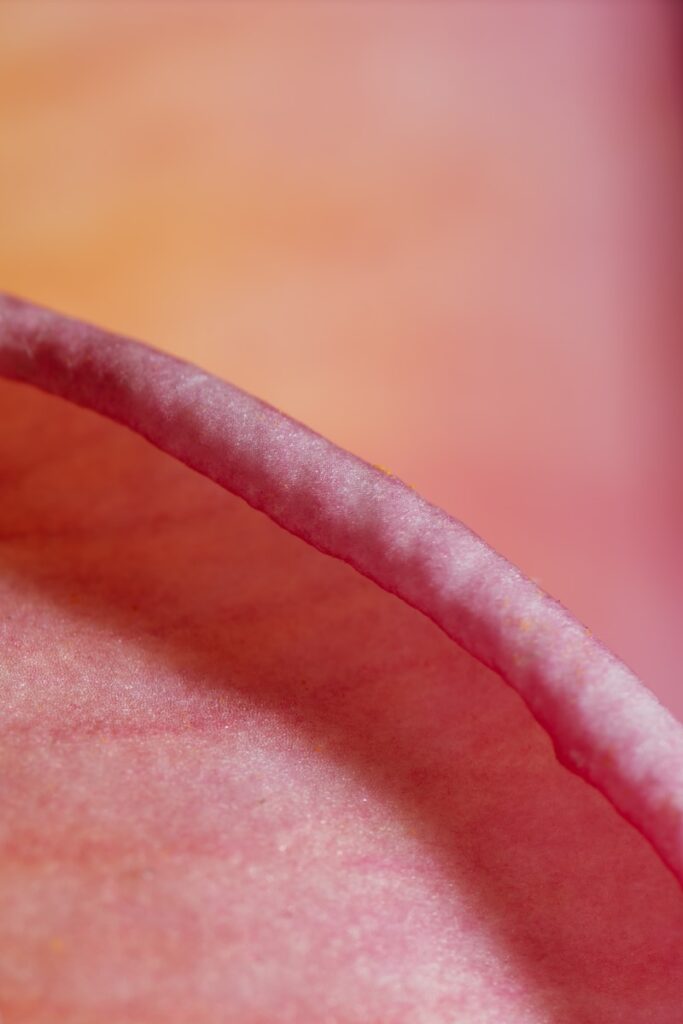A close up of a pink flower on a table
