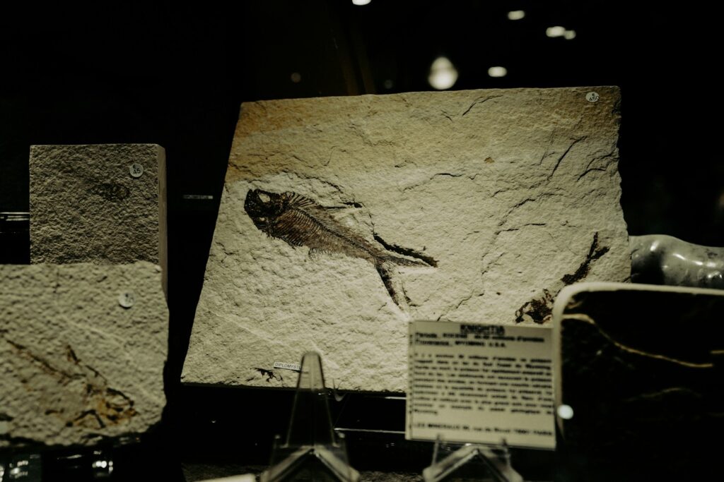 A display case with a fish on a rock