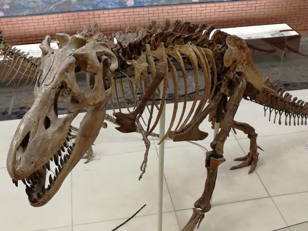 A dinosaur skeleton displayed in a museum, showcasing a large skull with prominent teeth and a ribcage. The setting is bright and educational.