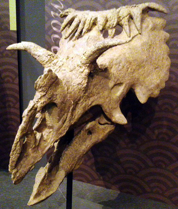 Dinosaur skull fossil with elongated snout, eye cavities, and horn-like structures on a stand against a patterned background, evoking a historical tone.