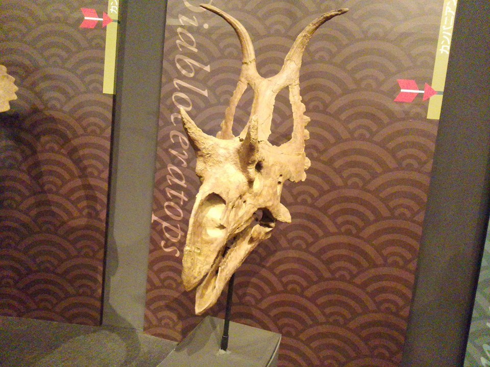 A Diabloceratops skull is on display in a museum, mounted against a patterned brown wall. The horns and ornate frill convey a fierce presence.