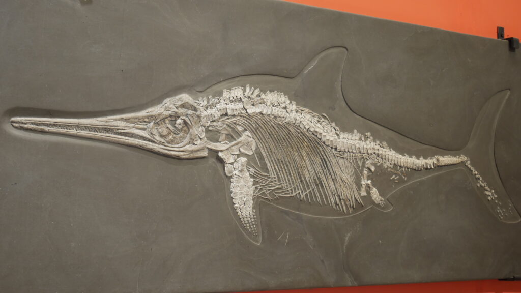 Fossil of a prehistoric marine reptile embedded in a gray stone slab against an orange background. The creature's long snout and spine are prominent.