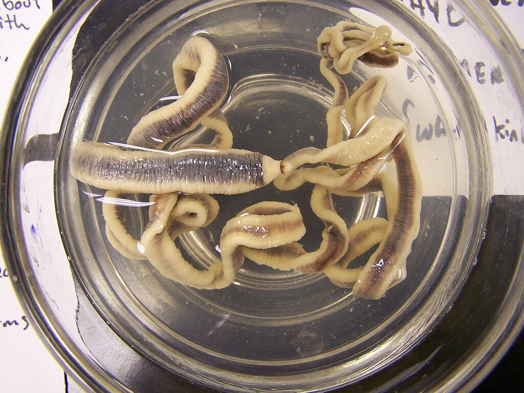 A cluster of ribbon worms, also known as proboscis worms