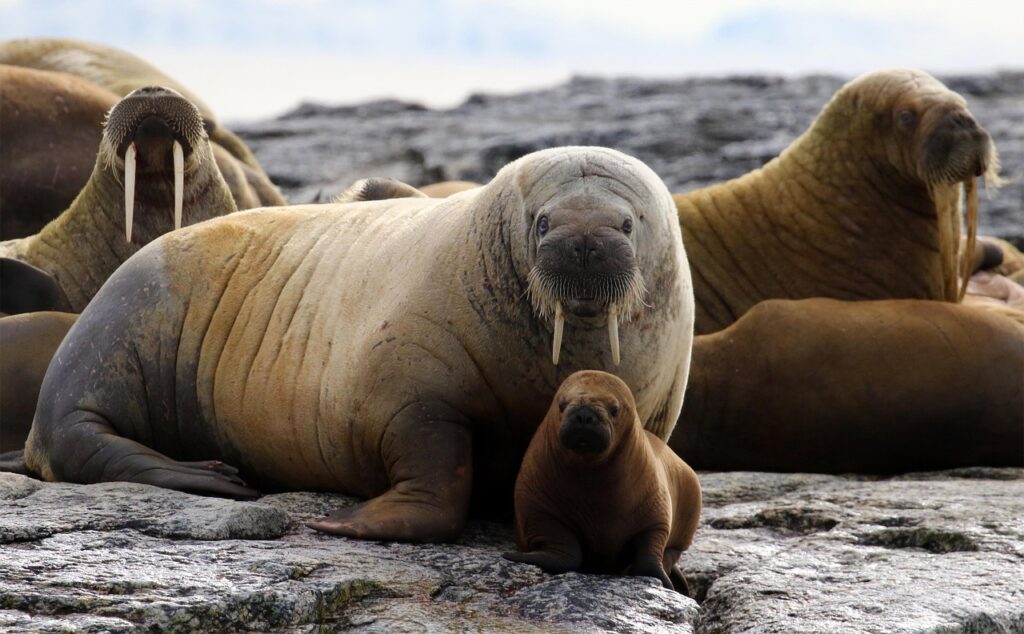 A group of walruses lounging on an icy shoreline, their massive bodies covered in thick skin and long tusks glinting in the cold sunlight.