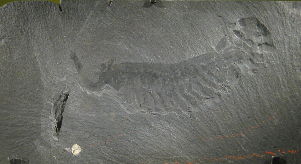 A detailed fossil of Opabinia preserved in fine-grained Burgess Shale, clearly showing the creature’s segmented body and unusual proboscis.
