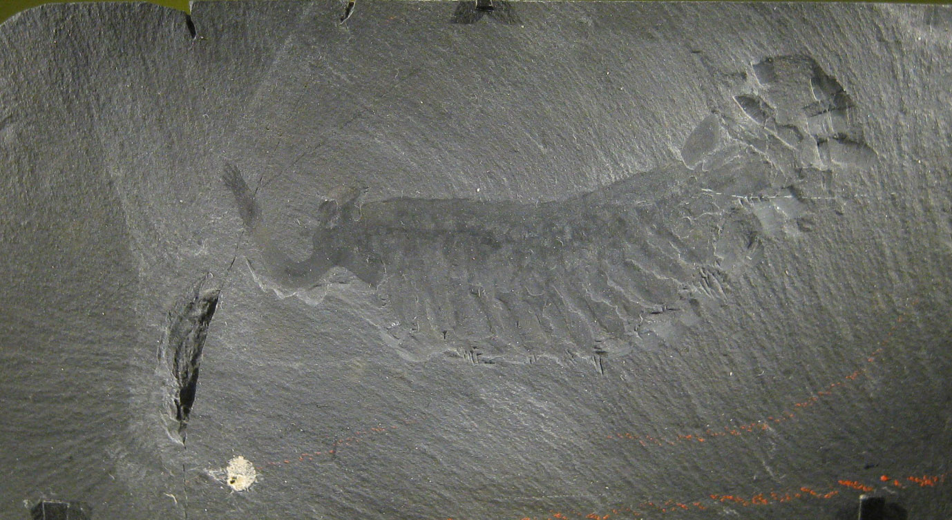 The Burgess Shale Discovery That Changed Everything (image credits: Transferred from en.wikipedia to Commons by FunkMonk using CommonsHelper., Public domain, https://commons.wikimedia.org/w/index.php?curid=6528199)