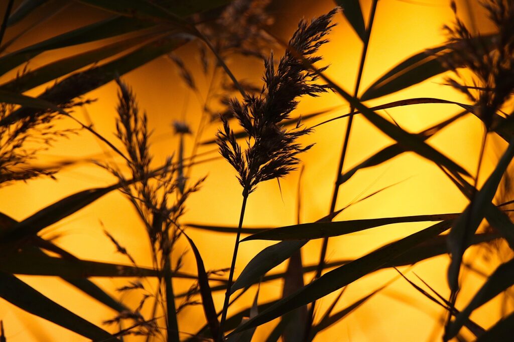 Silhouettes of thorny plants with sharp spines outlined against a dusky prehistoric sky.