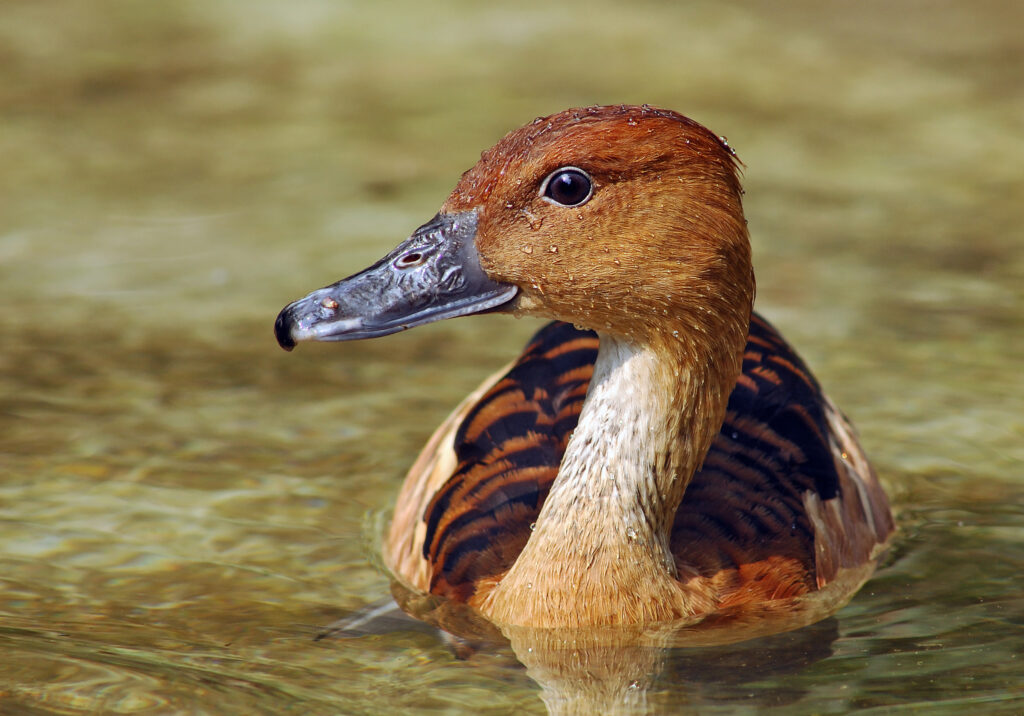 A duck floats calmly in a pond