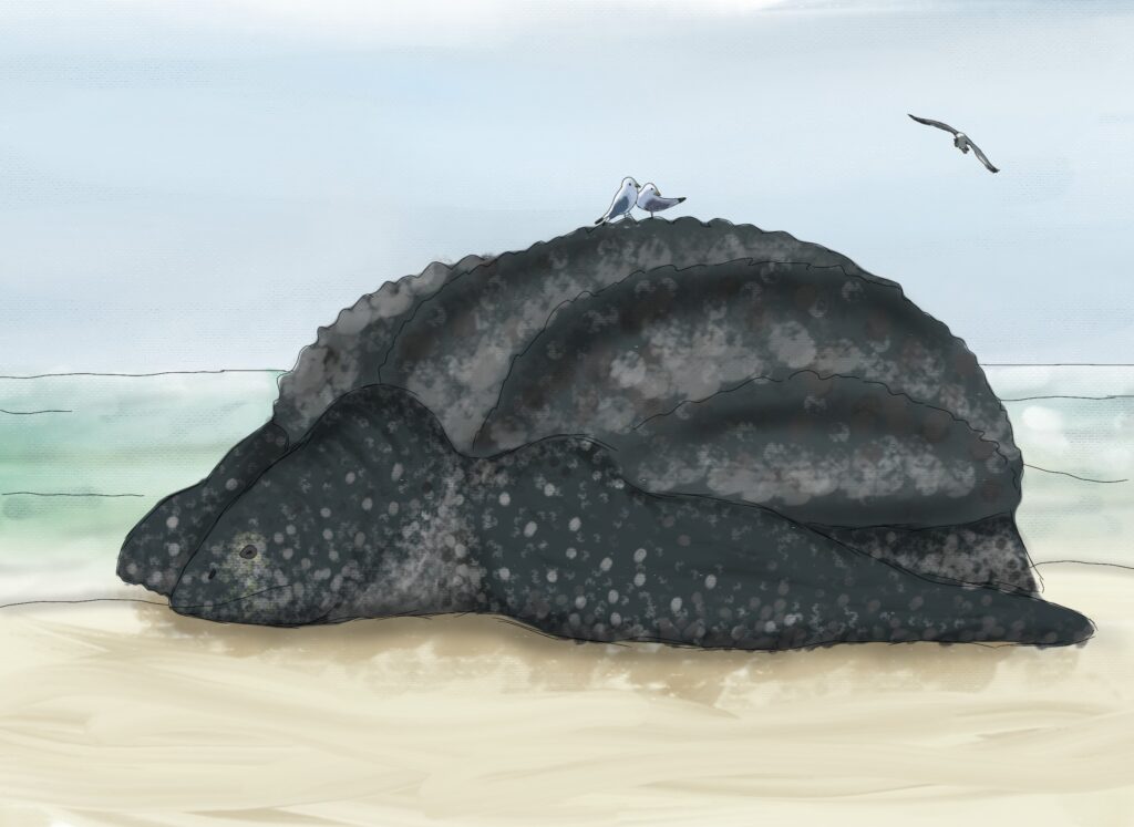 A massive Archelon turtle with a leathery shell rests on a sandy seashore.