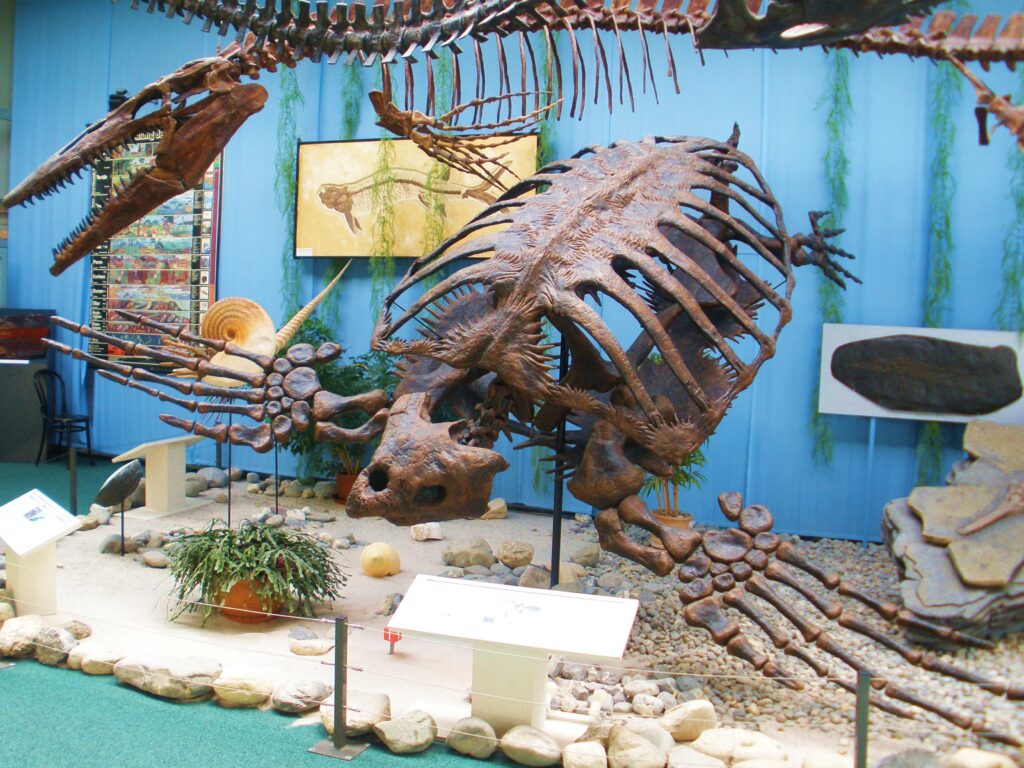 A fossilized Archelon turtle skeleton mounted in a museum display