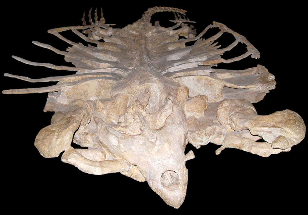 Close-up of an Archelon turtle shell skeleton, revealing its distinctive bony ridges and open framework instead of a solid carapace.