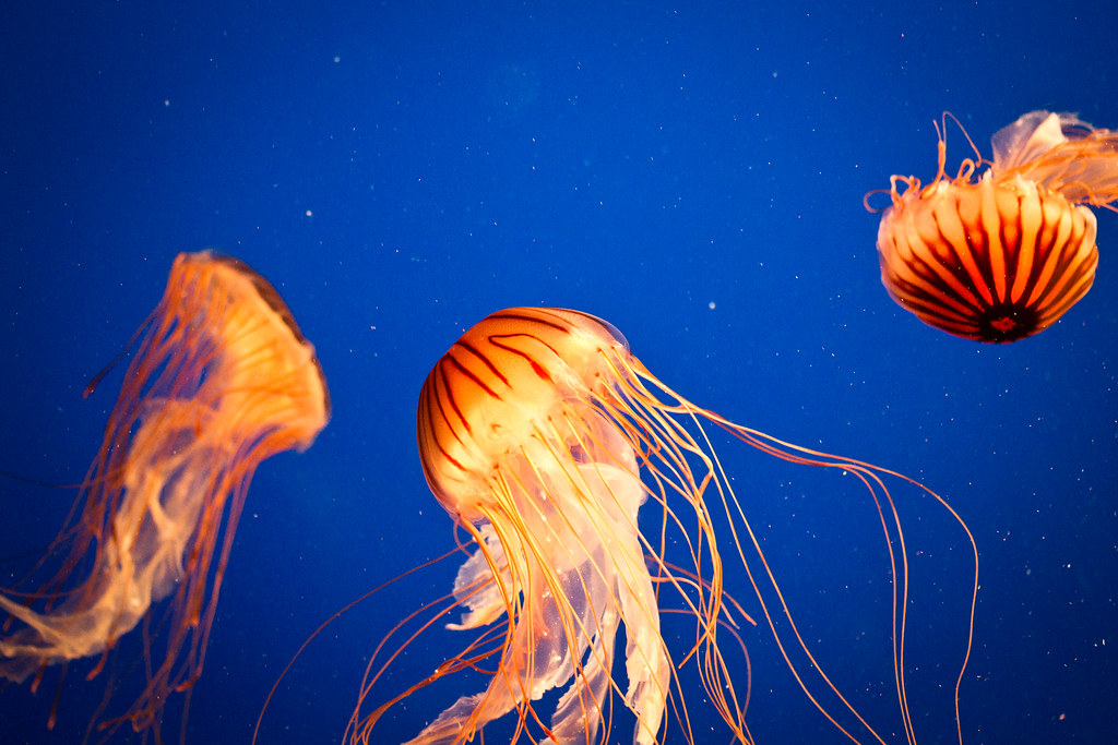 Translucent jellyfish drifting gracefully underwater, their tentacles trailing as sunlight filters through the ocean surface.