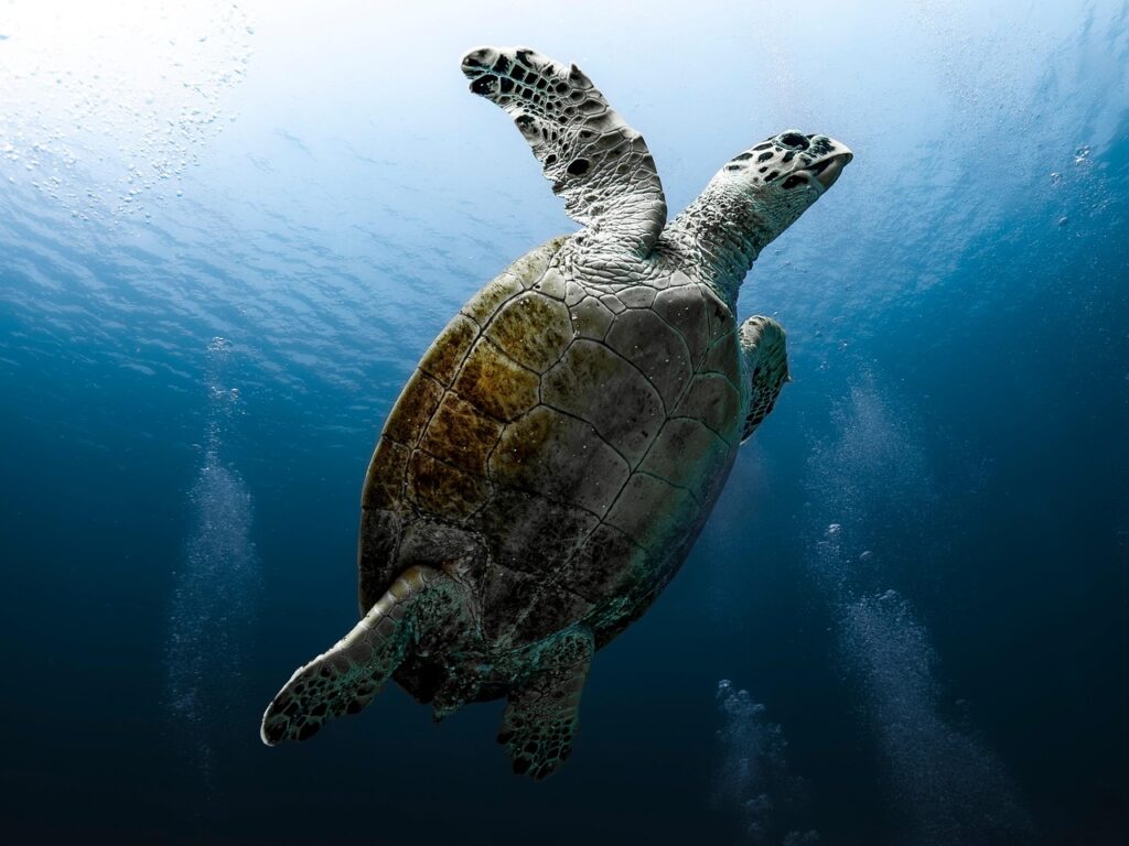 Archelon turtle surfacing slightly in shallow ocean water, nostrils just above the surface while the rest of its massive body remains submerged.