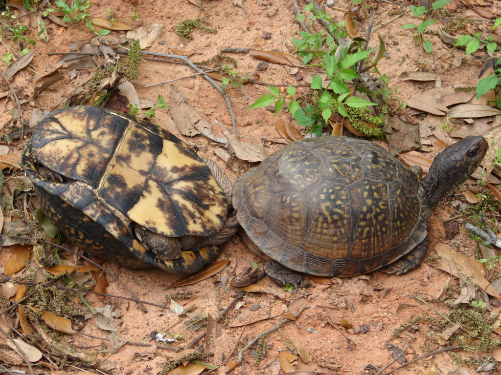 Two turtles engaged in mating behavior