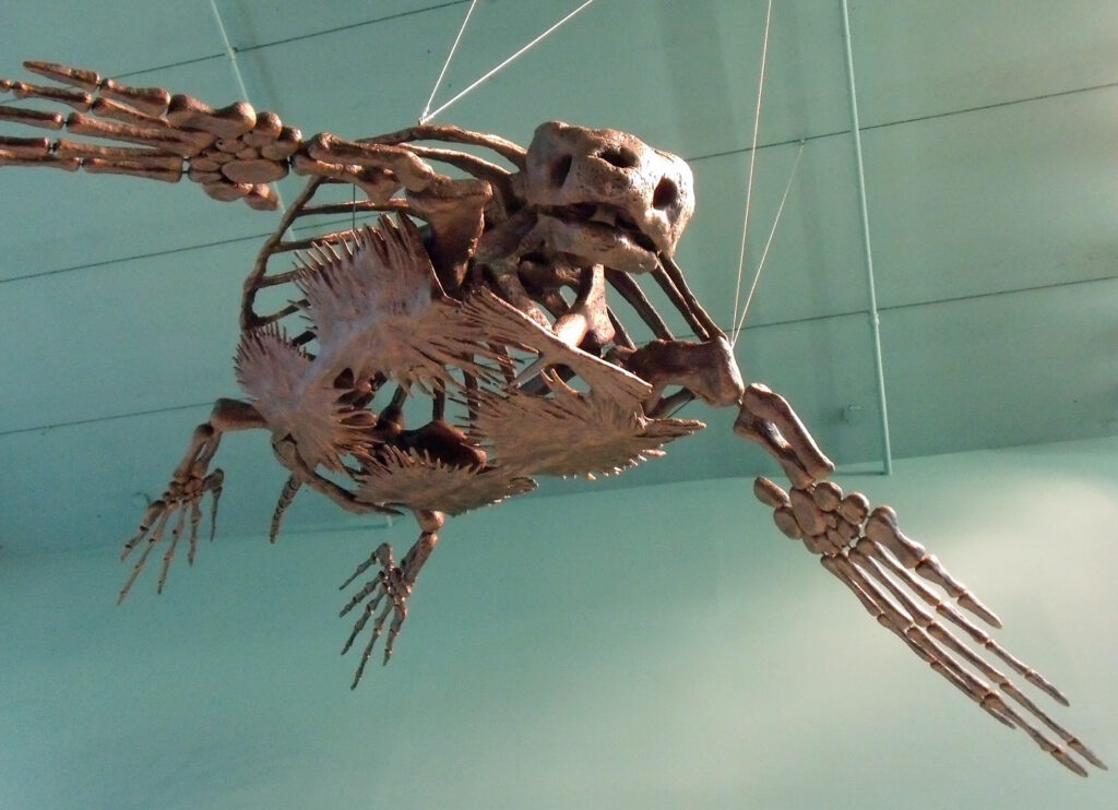 A massive Archelon turtle skeleton fossil is suspended from the ceiling of a museum exhibit, showcasing its wide flippers and elongated shell structure.