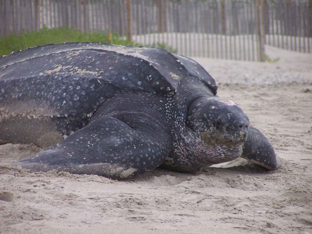 An Archelon turtle rests on a sandy shoreline, its massive body and flippered limbs hinting at its ancient lineage and ties to modern sea turtles.