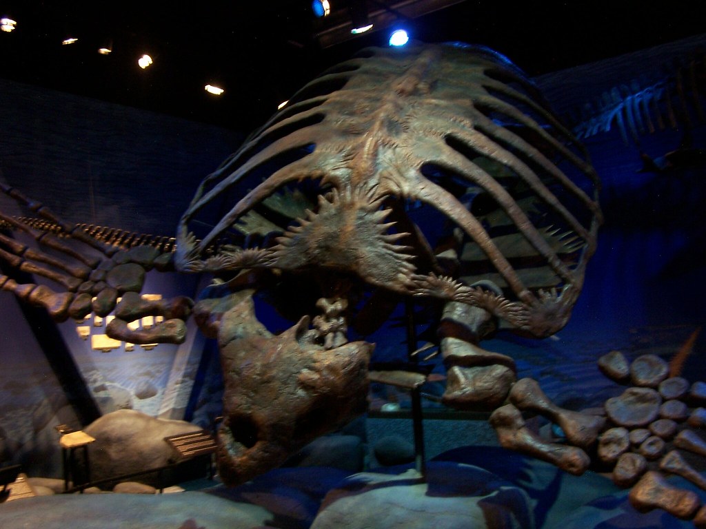 Displayed Archelon skeleton mounted in a museum exhibit, showcasing its massive shell and elongated flippers, illuminated under soft lighting.
