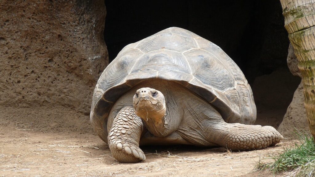 A large turtle rests outside a shadowy cave on a sandy beach, with textured rocks and driftwood nearby under a soft morning light.