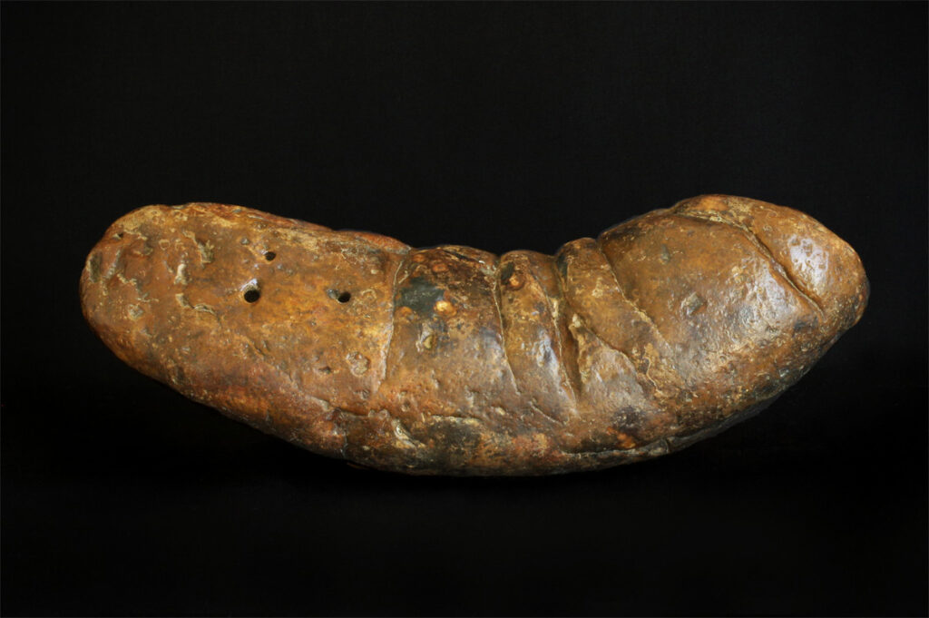 Large, fossilized dinosaur coprolite on display, showing a textured, rock-like surface with visible layers and curvature.