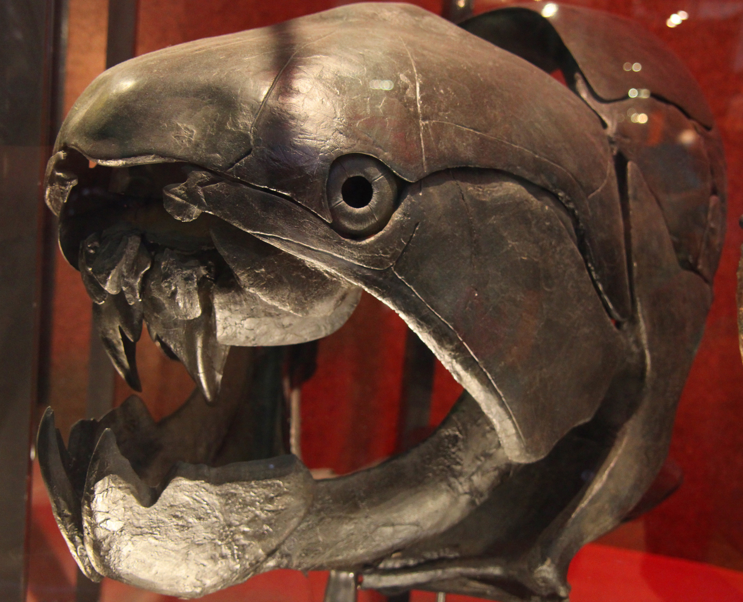 The Armored Giant: Dunkleosteus (image credits: wikimedia)
