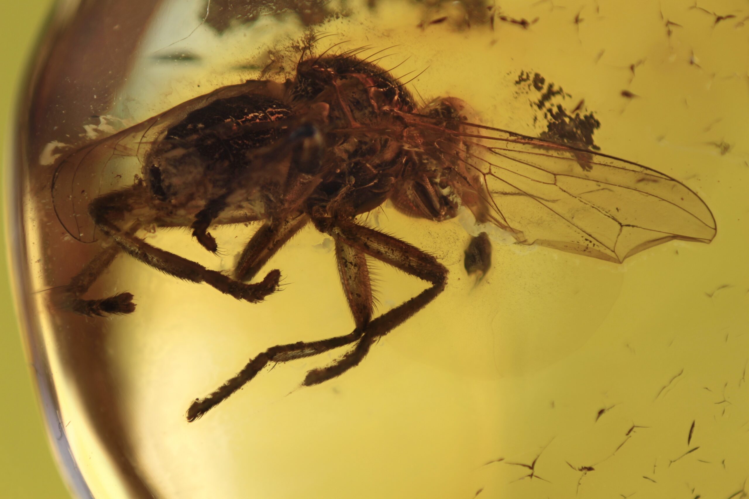 Preservation in Amber: Windows to the Past (image credits: wikimedia)