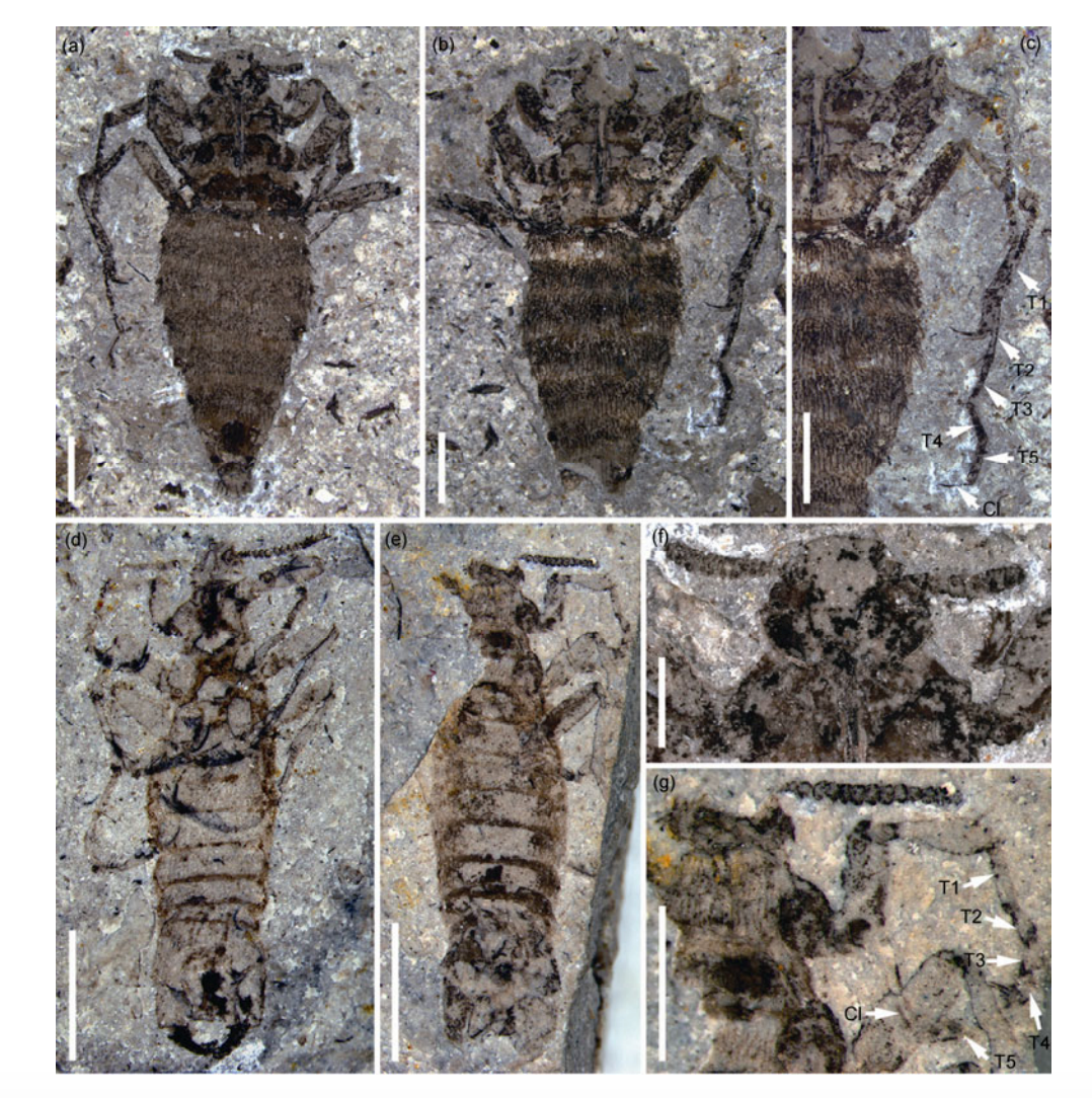 Legacy of the Dinosaur Fleas (image credits: wikimedia)