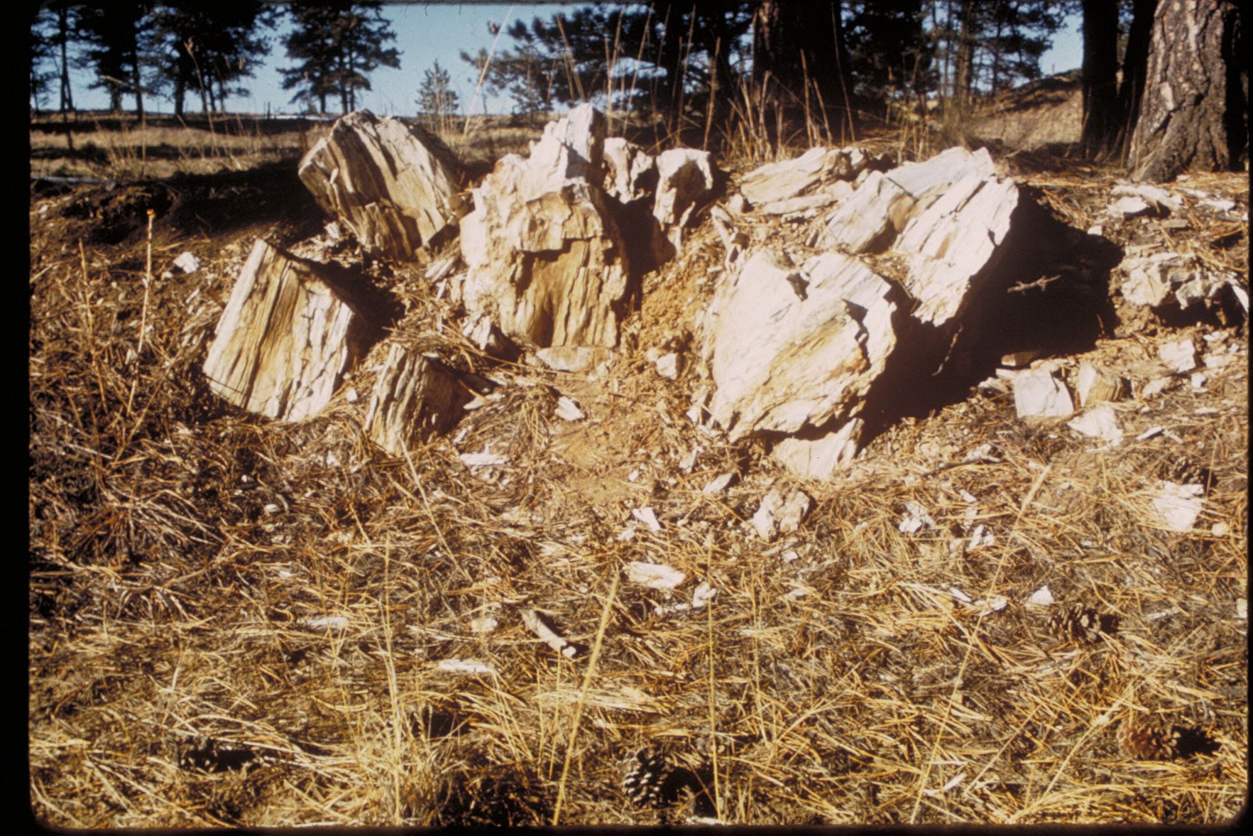 Florissant Fossil Beds: Colorado's Ancient Insect Archive (image credits: wikimedia)