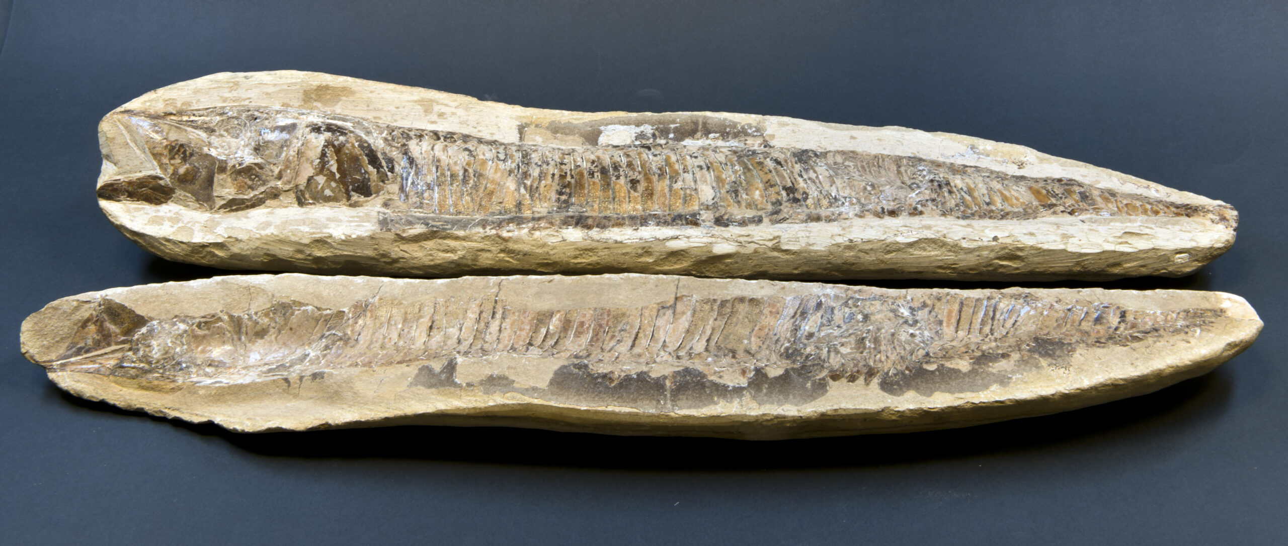 Santana Formation: Brazil's Cretaceous Lagoon (image credits: wikimedia)