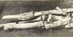Archaeological Evidence of Ancient Bones (image credits: wikimedia)