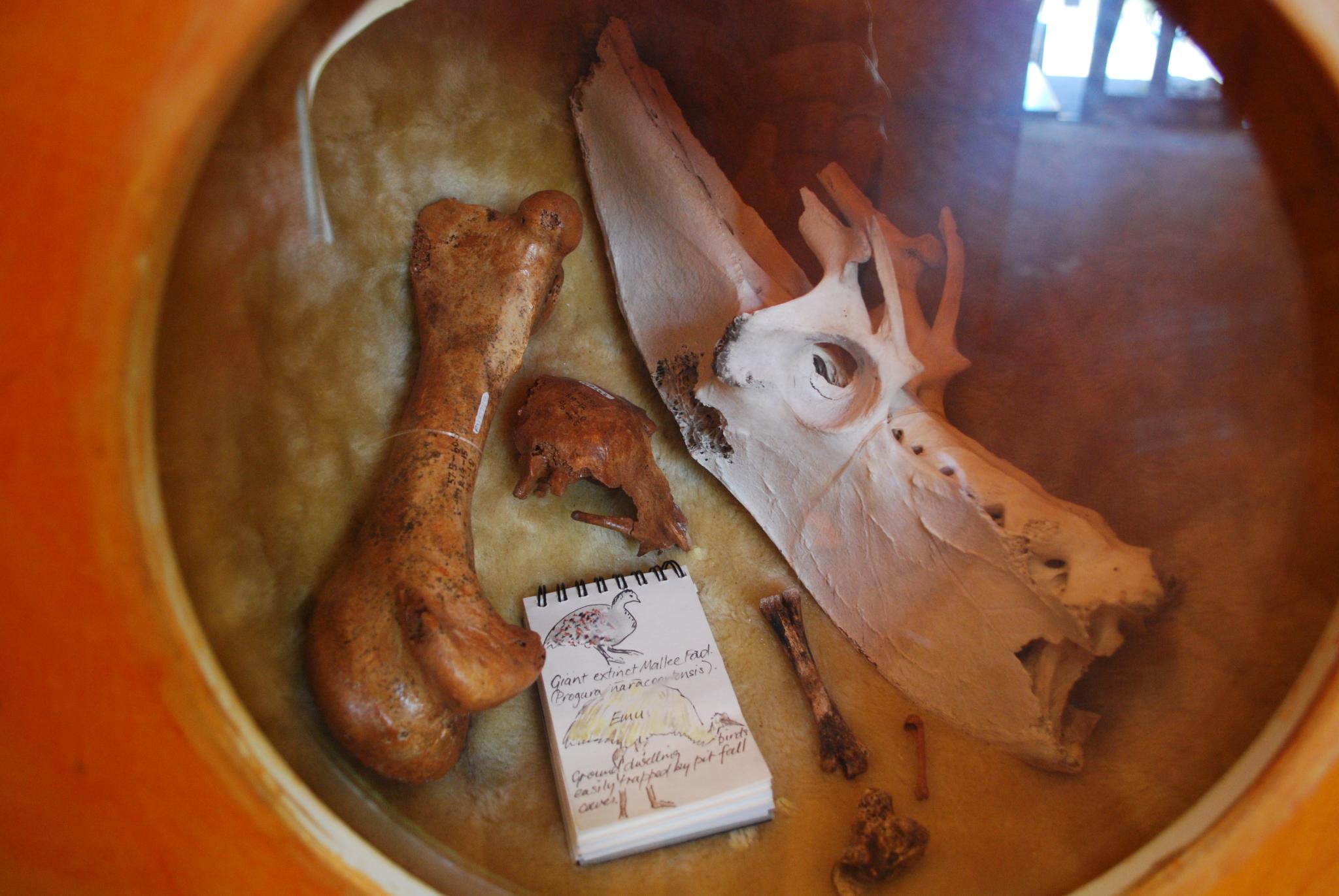 Extreme Preservation Cases (image credits: wikimedia)