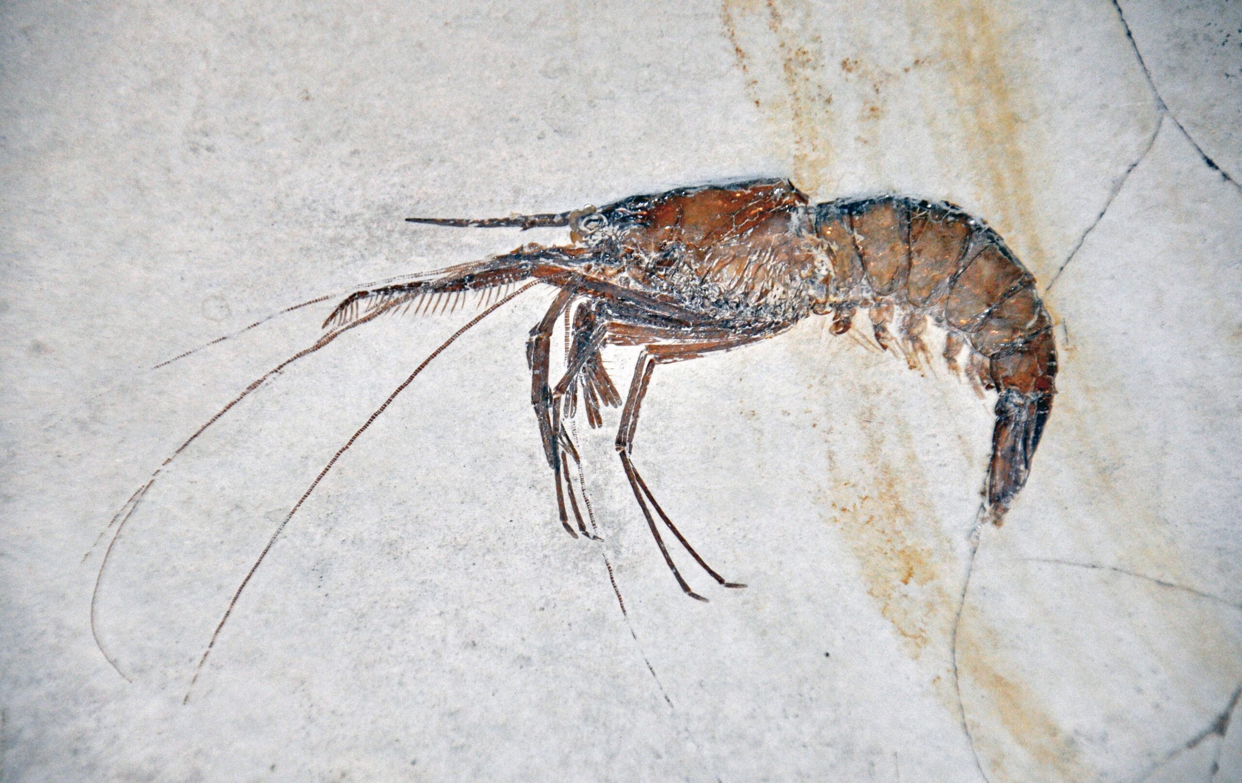 Marine vs. Terrestrial Preservation Differences (image credits: wikimedia)