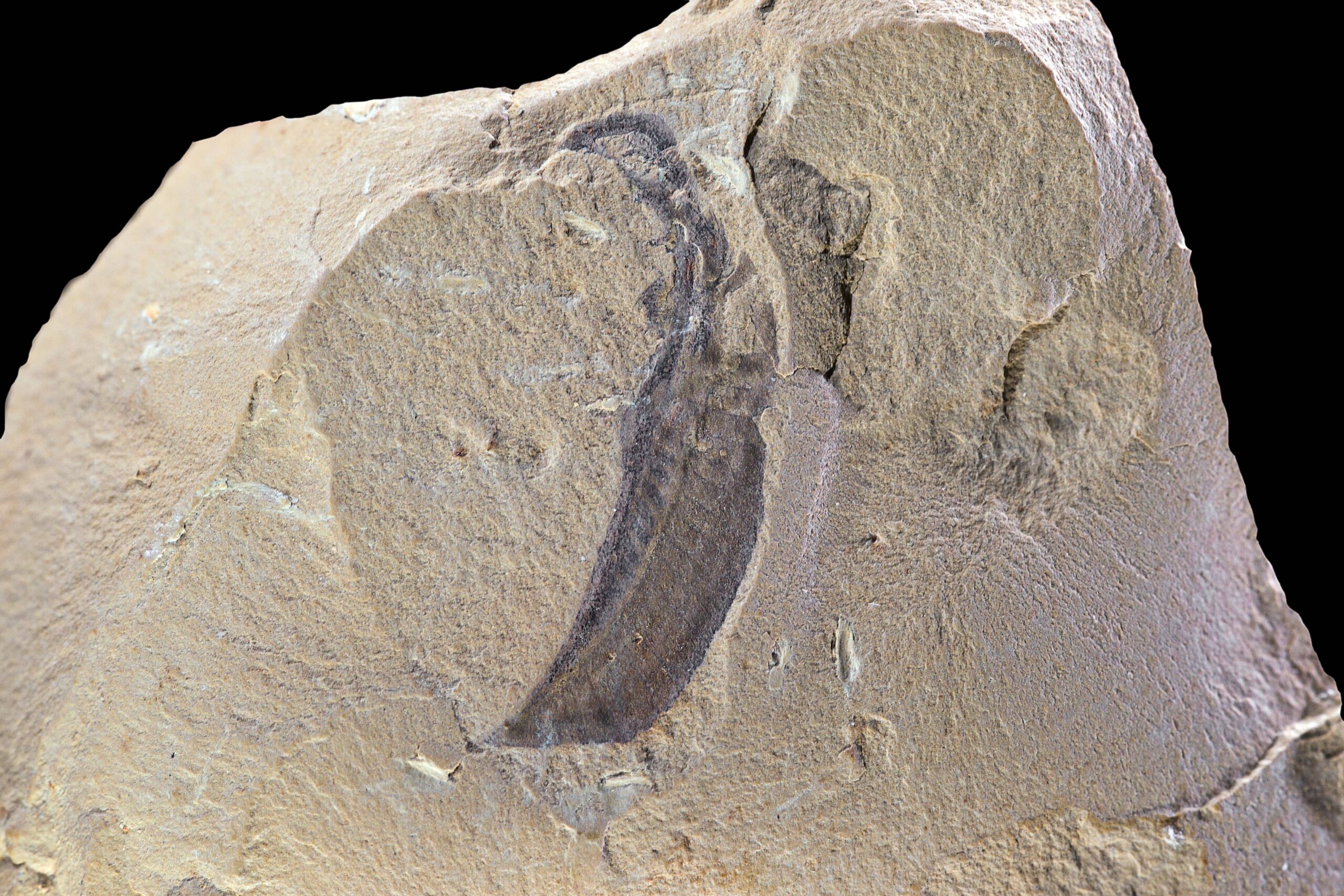Modern Technology Reveals Ancient Secrets (image credits: wikimedia)