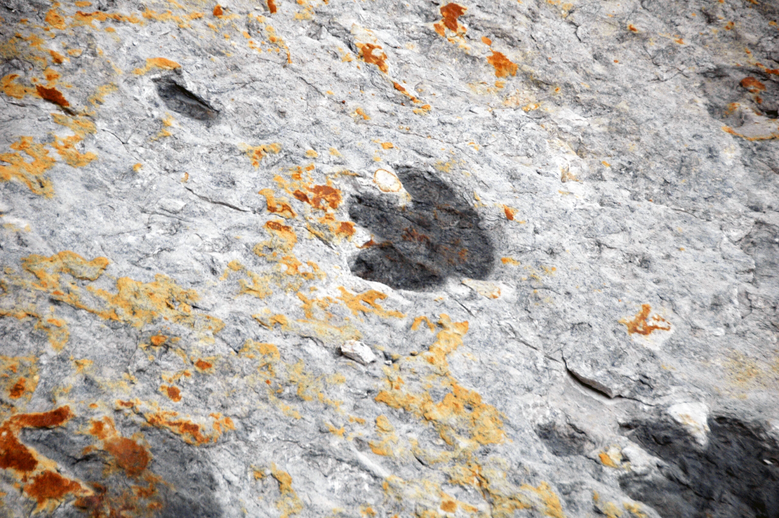 Why Go Underground: Survival Strategies (image credits: wikimedia)