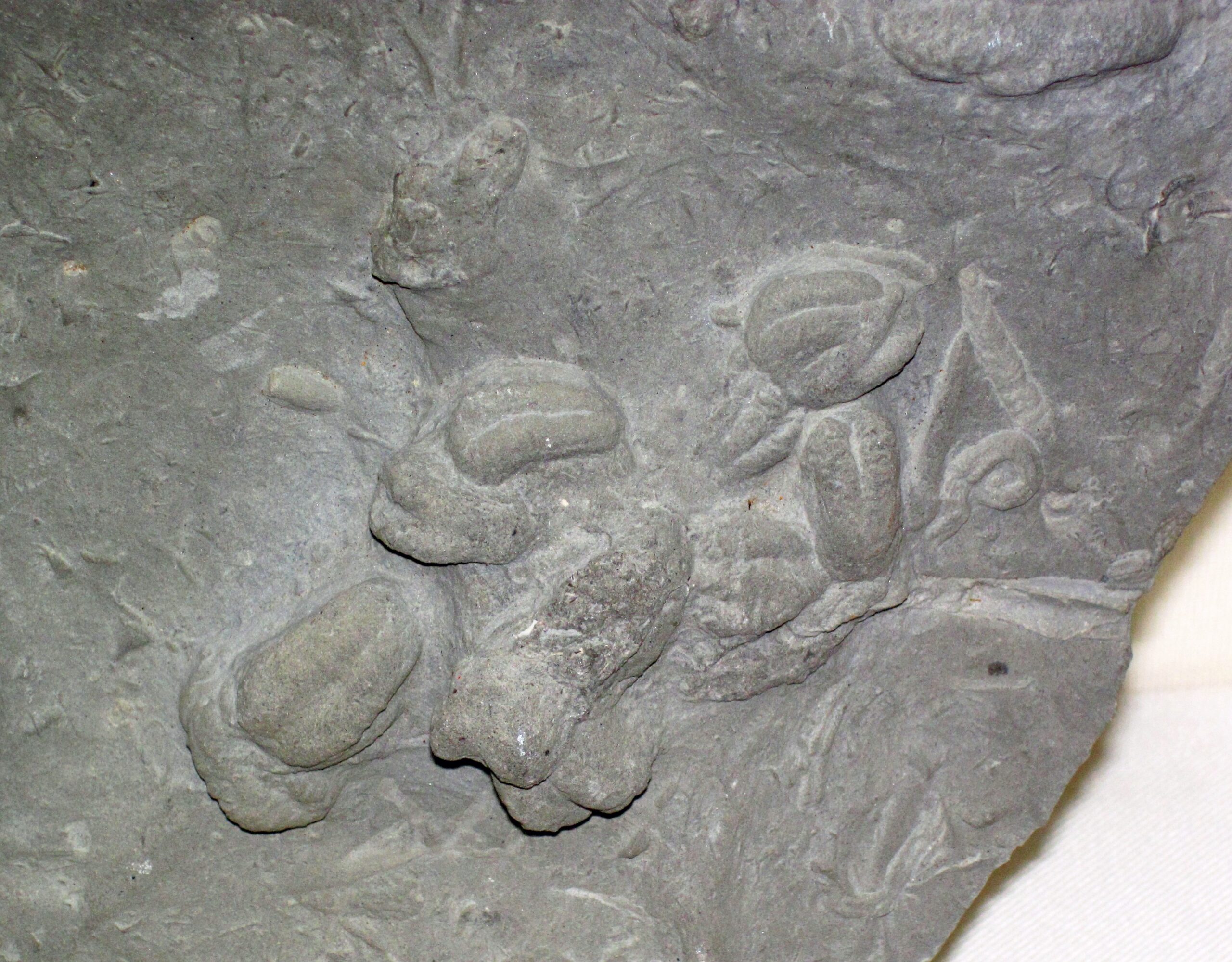 Kansas: The Unexpected Ocean Floor (image credits: wikimedia)