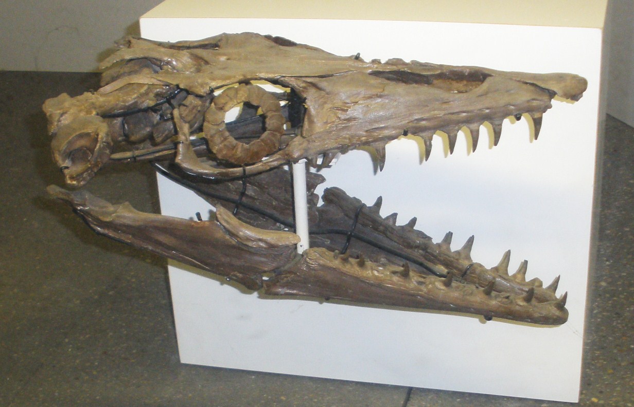 Platecarpus: The Agile Hunter (image credits: wikimedia)