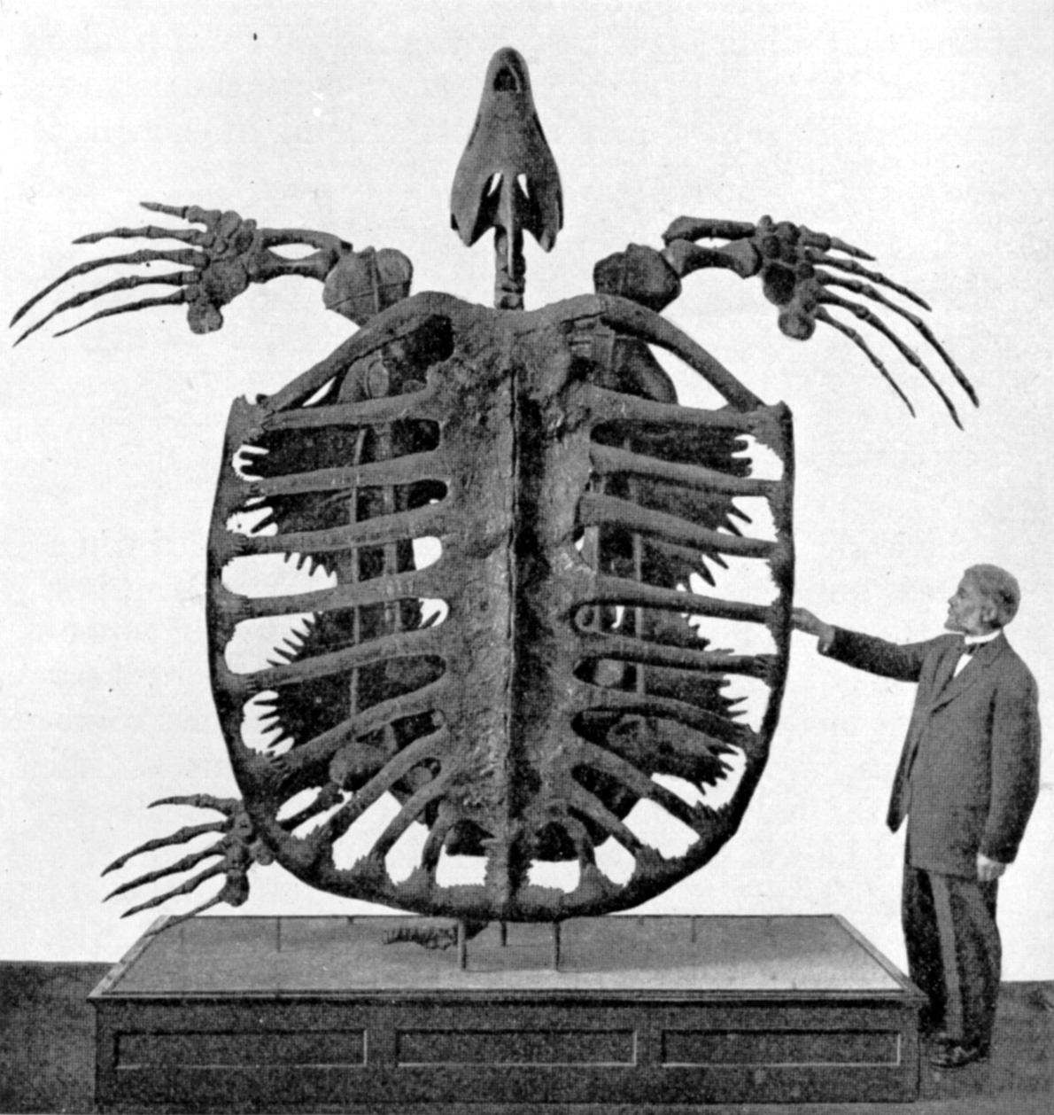 Archelon: The Gentle Giant (image credits: wikimedia)