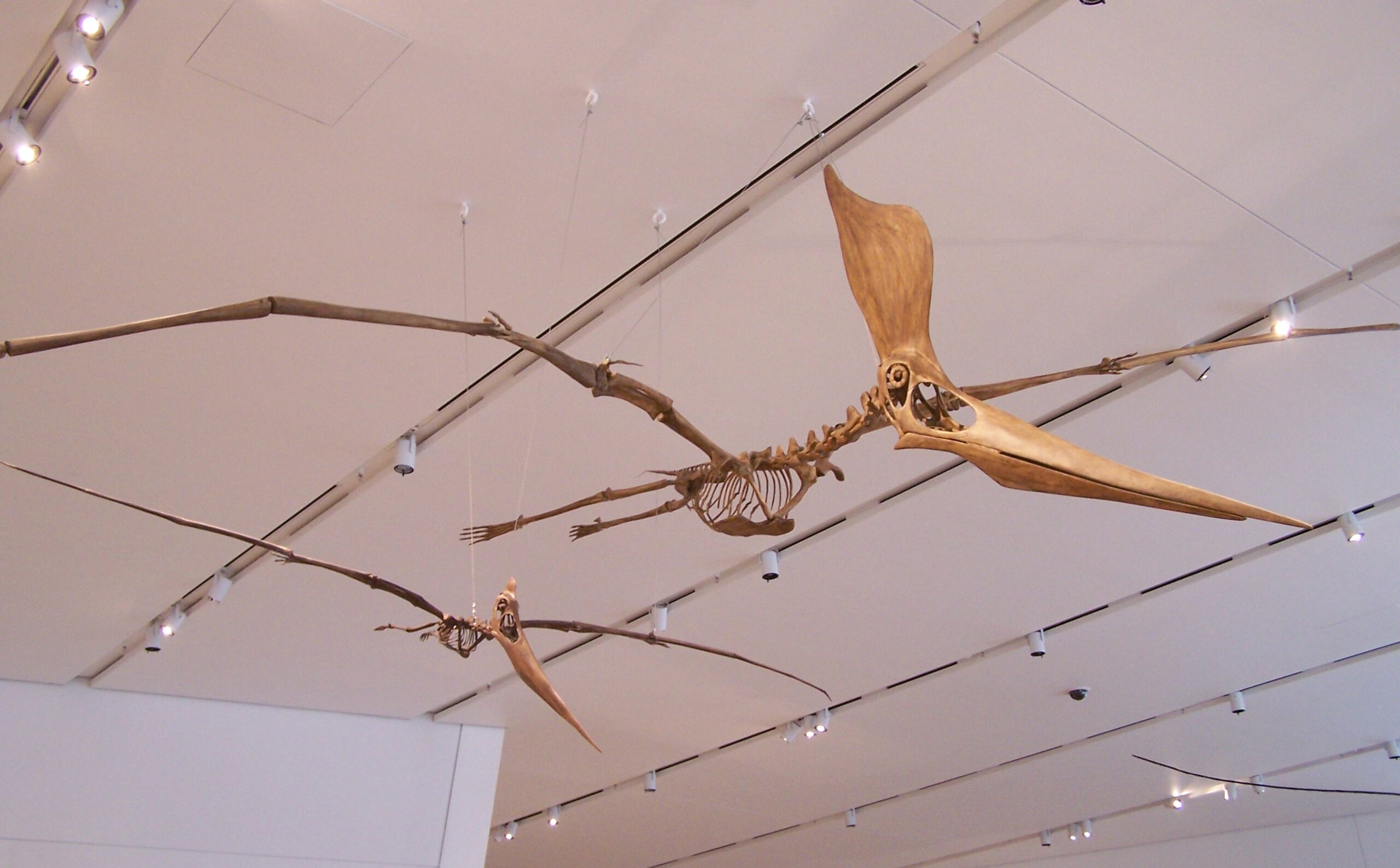 Pteranodon: Masters of the Ancient Skies (image credits: wikimedia)