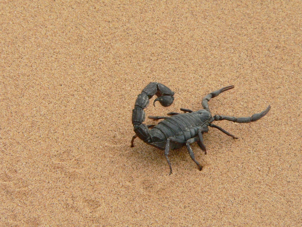 The Giant Sea Scorpion That Ruled Ancient Oceans (image credits: pixabay)